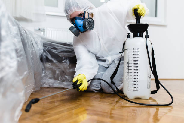 Affordable Termite Removal and Prevention Services
